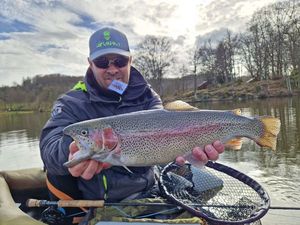 Rainbow Trout