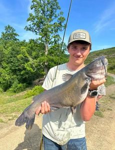 Channel Catfish