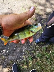 European Perch