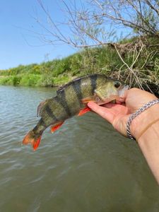 European Perch