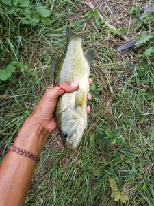Largemouth Bass