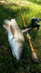 Barbel