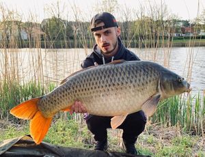 Common Carp
