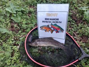 Brown Trout