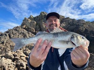 European Bass (Seabass)