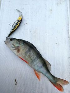 European Perch