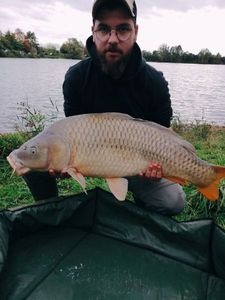 Common Carp