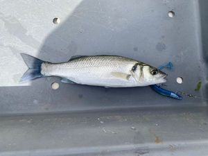 European Bass (Seabass)