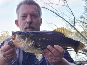 Largemouth Bass