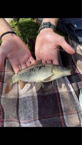 Common Carp