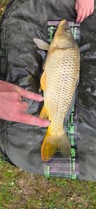 Common Carp