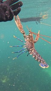 European Lobster