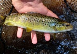 Brown Trout