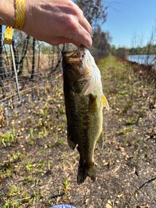 Largemouth Bass