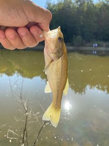 Largemouth Bass
