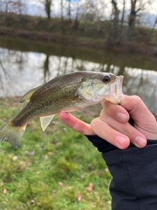 Largemouth Bass