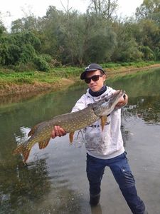 Northern Pike