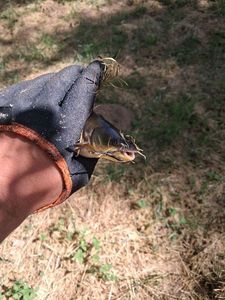 Black Bullhead