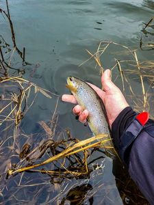 Brown Trout