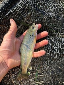 Brown Trout