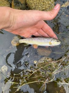 Brown Trout