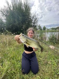 Largemouth Bass