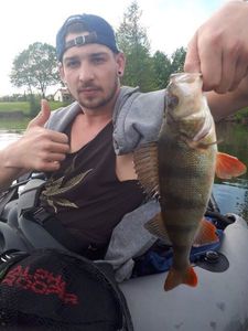 European Perch