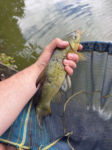 Tench