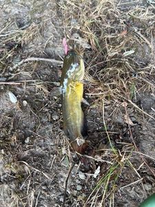 Black Bullhead
