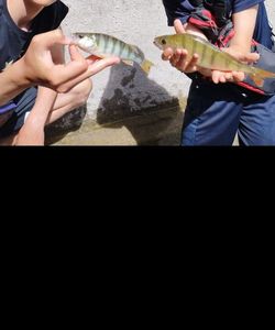 European Perch