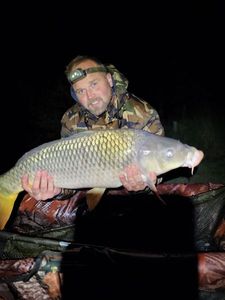 Common Carp