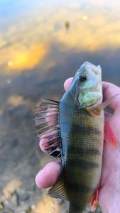 European Perch