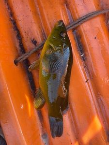 Ballan Wrasse
