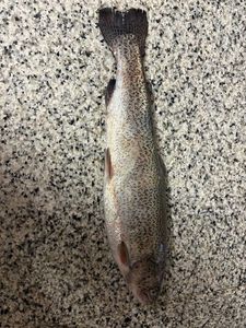 Rainbow Trout