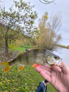 European Perch
