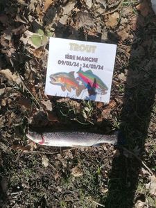 Rainbow Trout