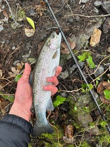 Rainbow Trout