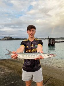 Great Barracuda