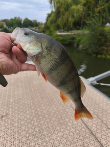 European Perch