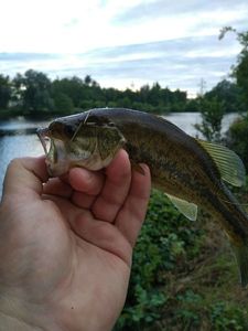 Largemouth Bass