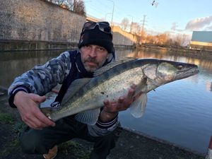 Zander