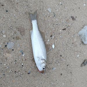 European Bass (Seabass)