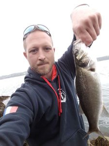 European Bass (Seabass)
