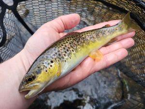 Brown Trout