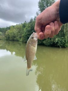 Largemouth Bass