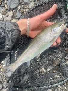 Rainbow Trout