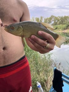 Tench