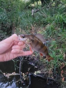 European Perch