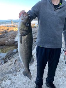 European Bass (Seabass)