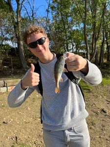 European Perch